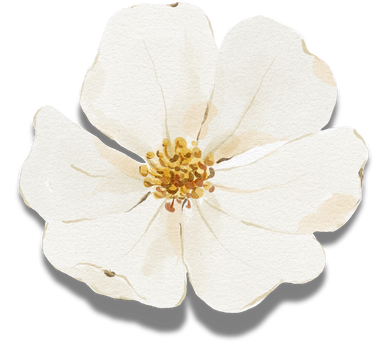 Watercolor white flower